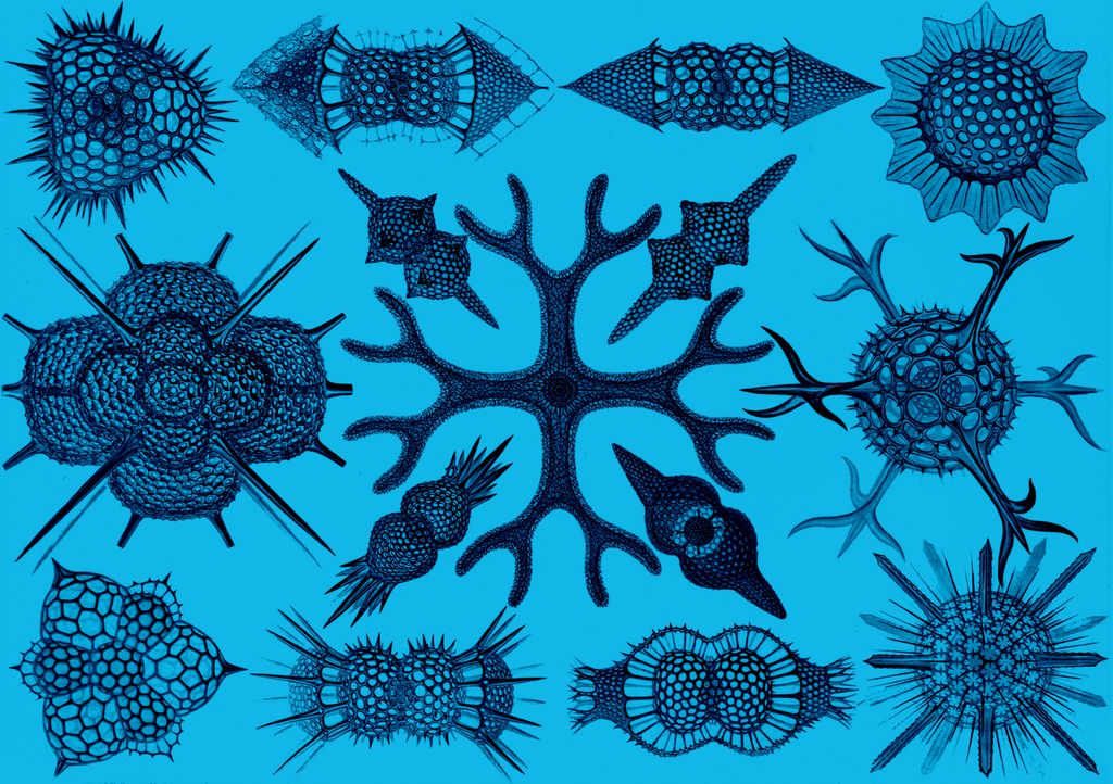 Behold, Haeckel Spumellaria, the ultimate inspiration for Arbor's unique pattern. 
