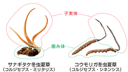 津和野式冬虫夏草（サナギタケ）と天然の冬虫夏草