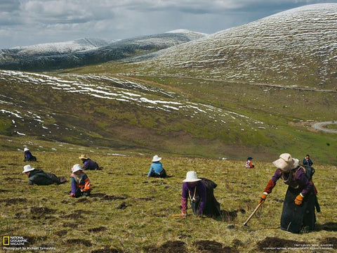 チベット高原で冬虫夏草を探す人々