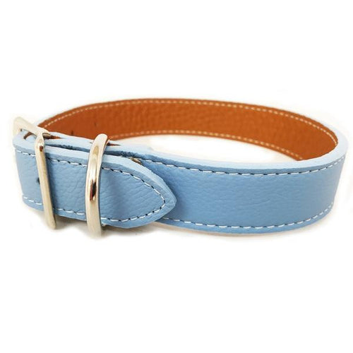 light blue puppy collar