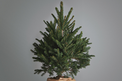 A potted Christmas tree