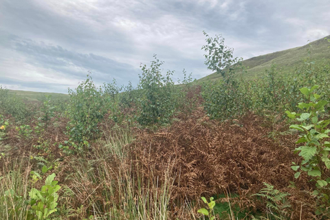 Birch trees growing above bracken