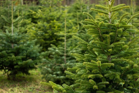 Christmas trees growing in a forest ready to rent