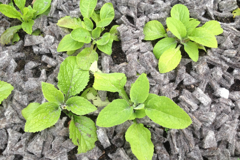 Wool felt chippings spread across a garden bed to protect plants from the frost