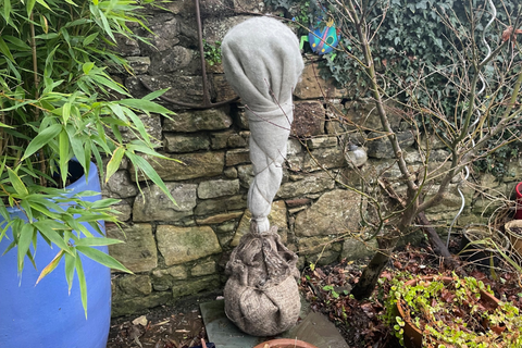 Wool garden fleece protecting the top of a bay tree from frost