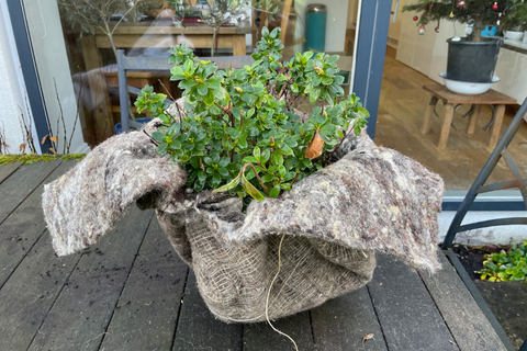 Chimney Sheep wool garden felt wrapped around an outside potted plant to keep it warm during the winter