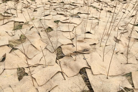 Jute mulch mats covering the ground protecting saplings from the frost