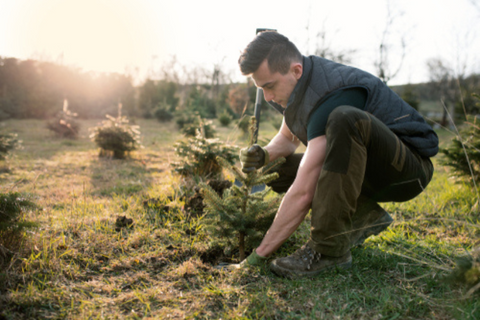 A man planting a Christmas tree at a sustainable Christmas tree farm in the UK