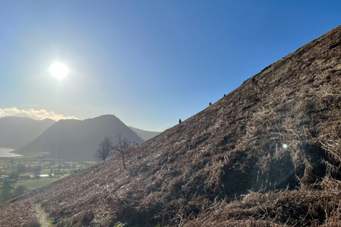 Planting Trees on Low Fell