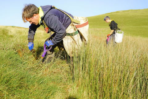 Tree planting team on Low Fell