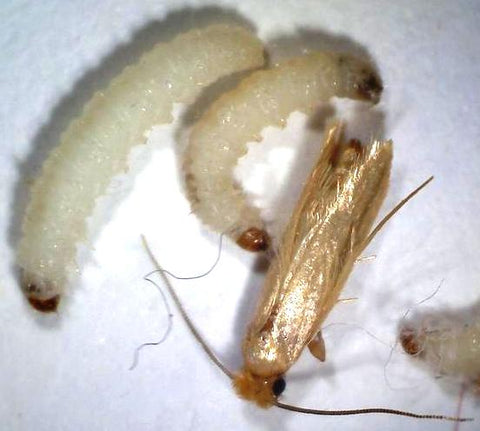 common cloths moth in adult form and the larvae