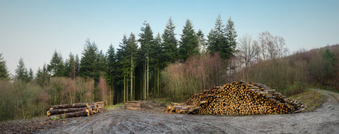 Coniferous forest being felled for timber and paper