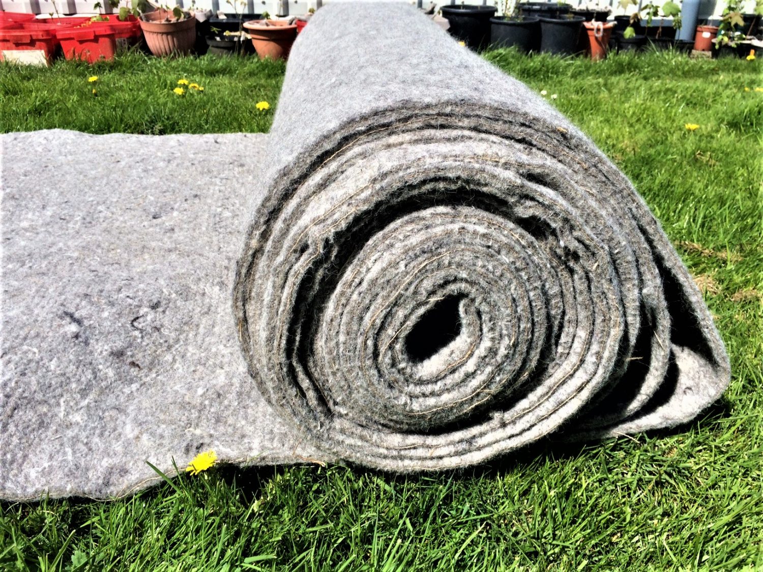 A large roll of wool garden mulch felt with the image focusing on the side view of the roll. About a metre of felt is unrolled onto bright sunlit grass