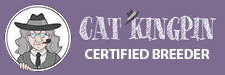Certified Cat Kingpin Pawtopia Bengal Toronto Ontario Canada