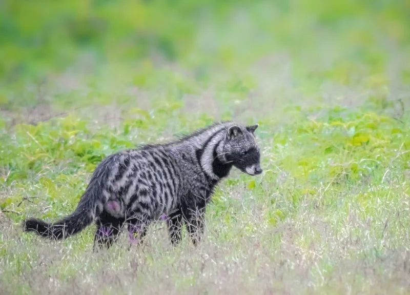 African-Civet-Weird-African-Animals-1