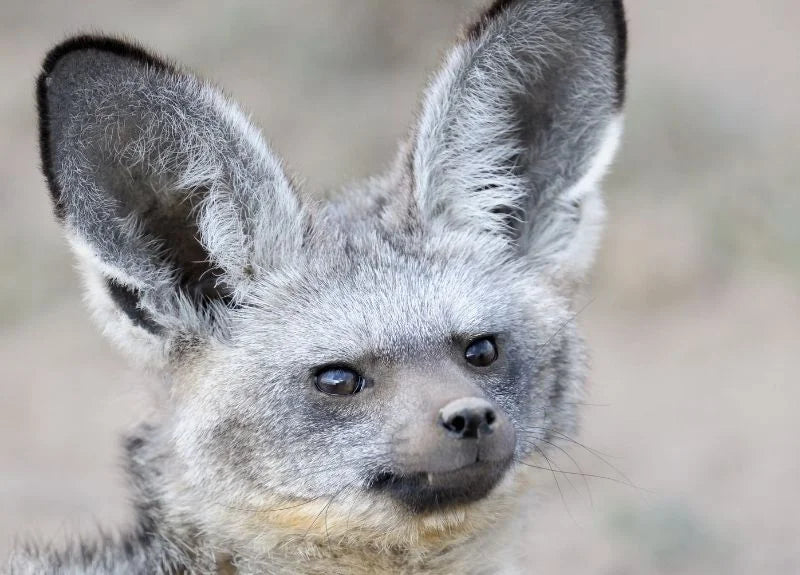 Bat-eared-fox-weird-African-animals-1
