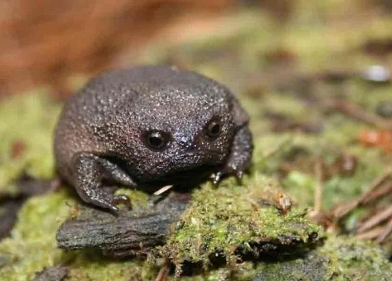 Black-Rain-Frog-weird-african-animals-1-