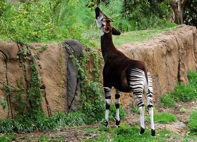 Okapi-weird-african-animals-1