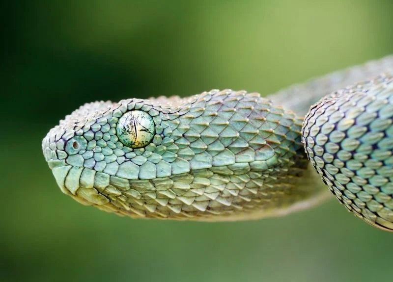 Prickly-Bush-Viper-Weird-African-Animals-3