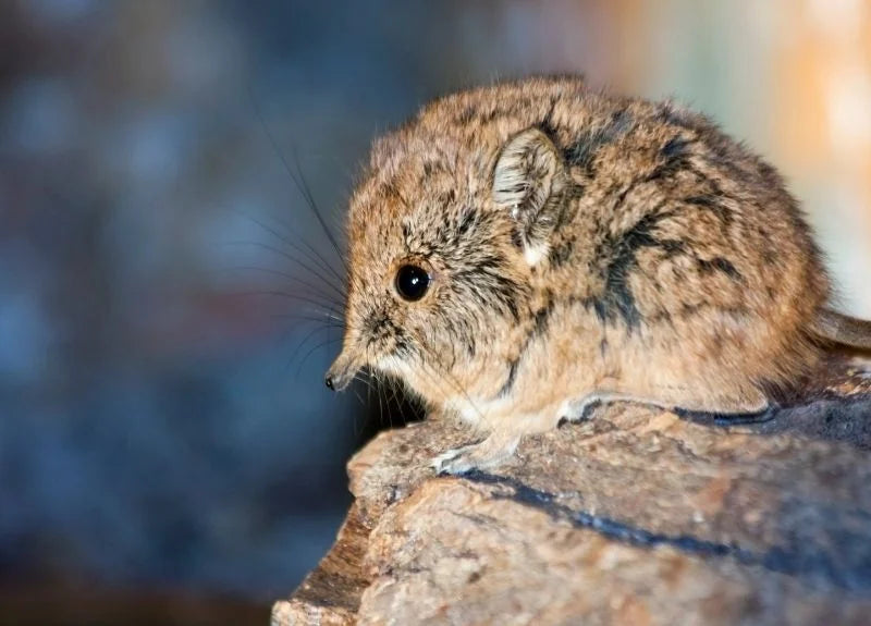 elephant-shrew-weird-african-animals-1