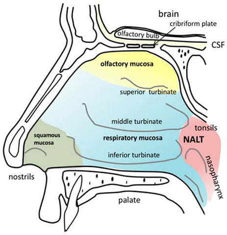 Anatomía de la cavidad nasal humana.