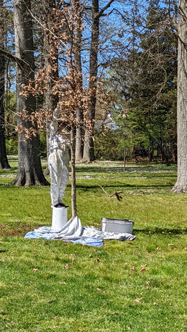 Adriana, the beekeeper stepping on a bucket to collect a swarm that is just out of reach from the ground.