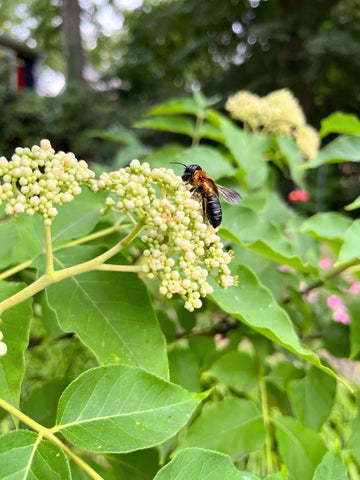 Giant resin bee on Evodia tree bloom