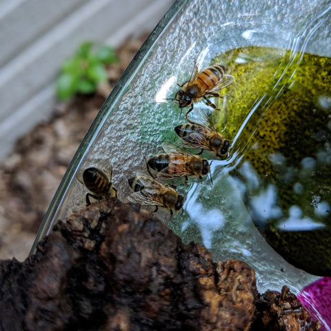 A row of bees at the edge of the water on a bird bath