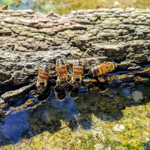 Bees on tree bark in bee bath glowing in the sun. Their reflection on the water and their shadow on the bee bath.