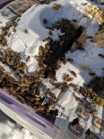 Healthy honeybees in winter