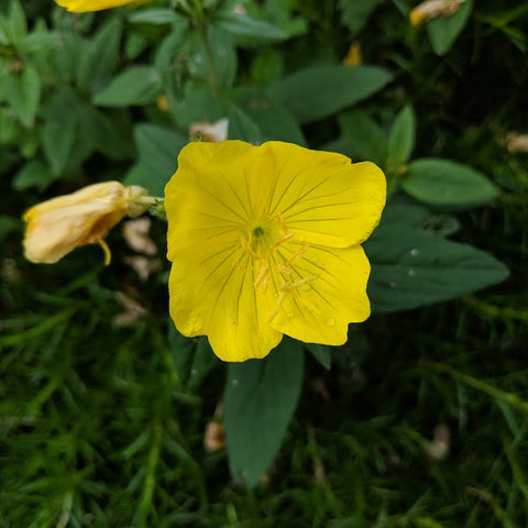 evening primrose is a native yellow flower the blooms profusely in spring.