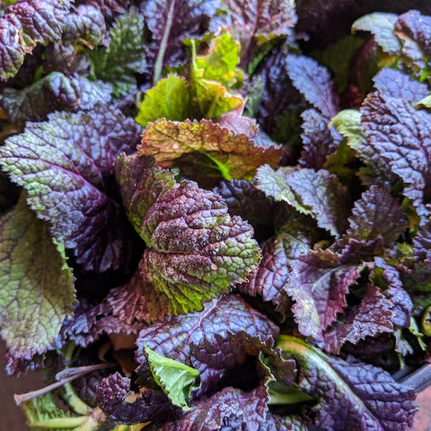 Giant Mustard Leaves