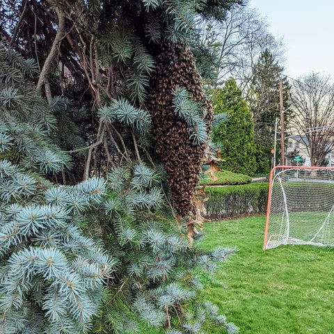 Swarm on tree branch in residential yard.