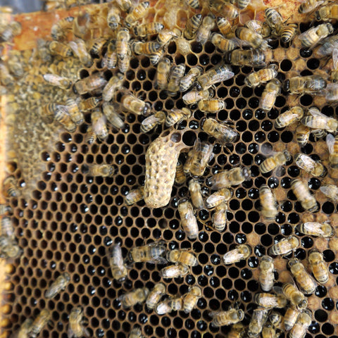 Queen cell in a honeycomb frame.