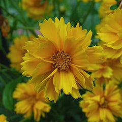 coreopsis