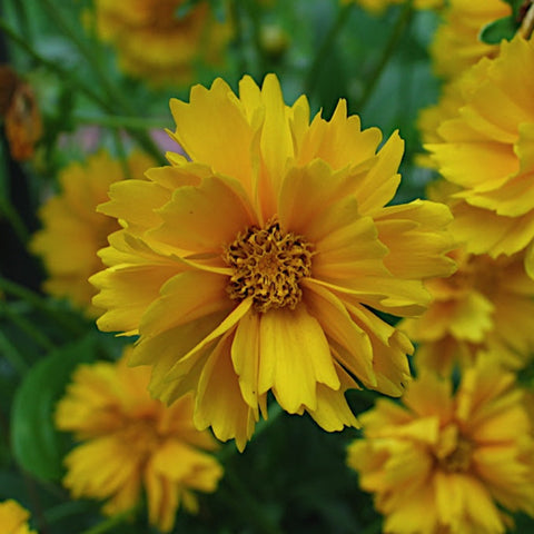 Coreopsis