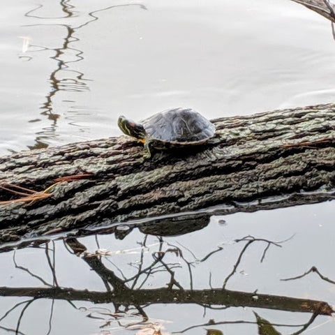Terrapin on log floating at South Mountain Reservation reservoir.