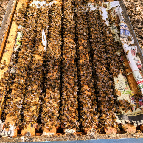 Honeybees have consumed their winter stores