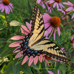 Tiger swallowtail on coneflower