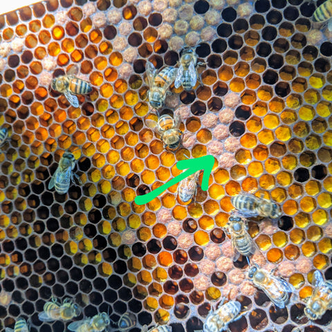 Capped brood cells in pollen frame