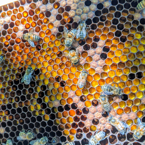 bees on pollen frame