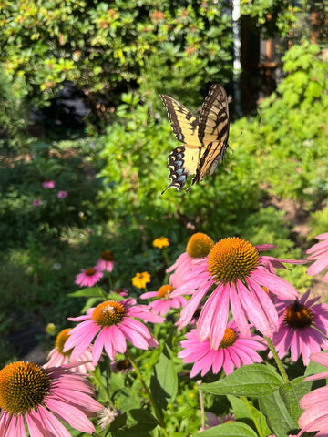 Tiger swallowtail butterfly and pink coneflowers on a sunny afternoon.
