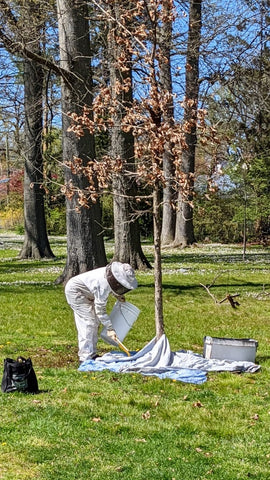 Swarm removal set up. Beekeeper with bee brush and bucket next to a swarm box under a swarm on a tree.