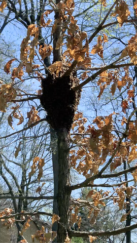 Swarm of honeybees on a dead oak tree.