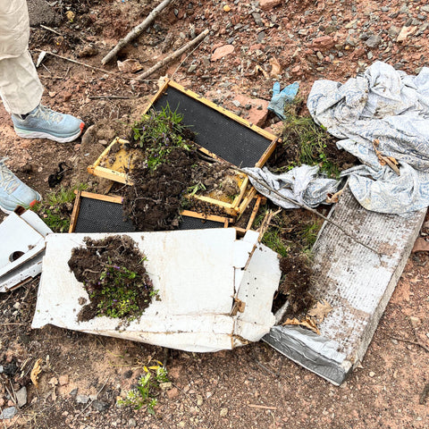 A swarm box of bees crushed and mangled with soil on it. A handful of bees can bee seen between wooden frames