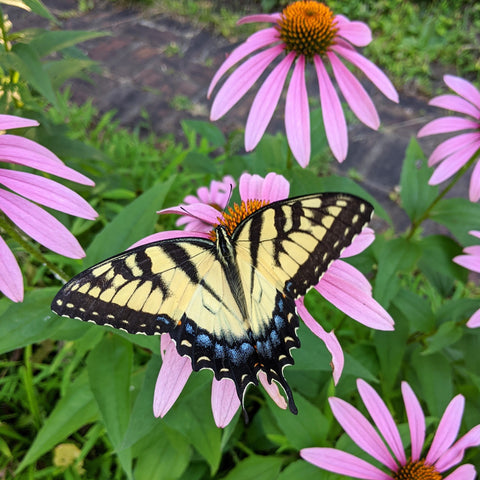 Tiger Swallowtail on Purple Coneflower