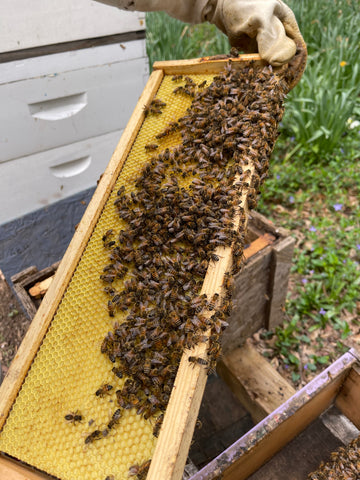 A frame of bees from the swarm at Maplecrest Park