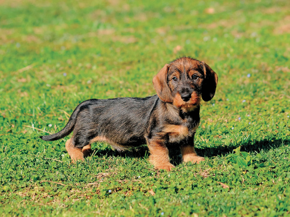 Puppy Dachshund