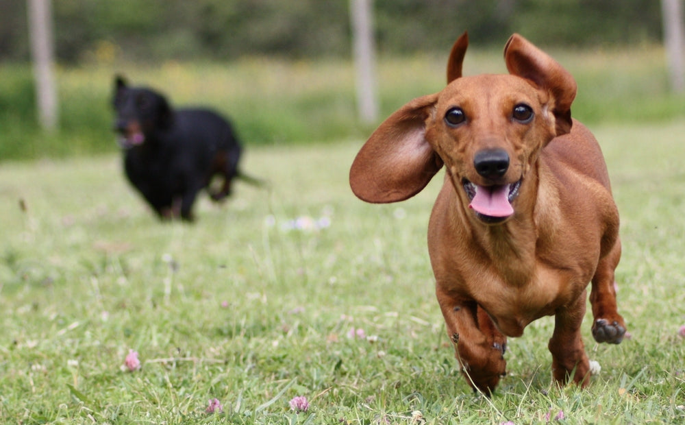 Doxies Barking