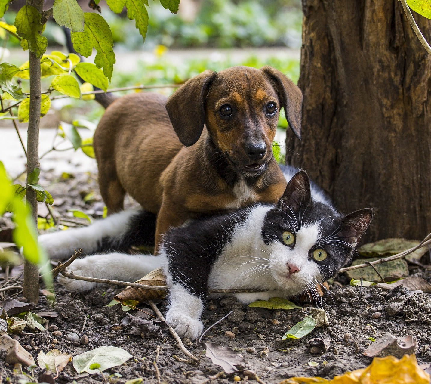 Sausage Dog and Cat